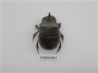 藏品(大黑糞金龜)的圖片